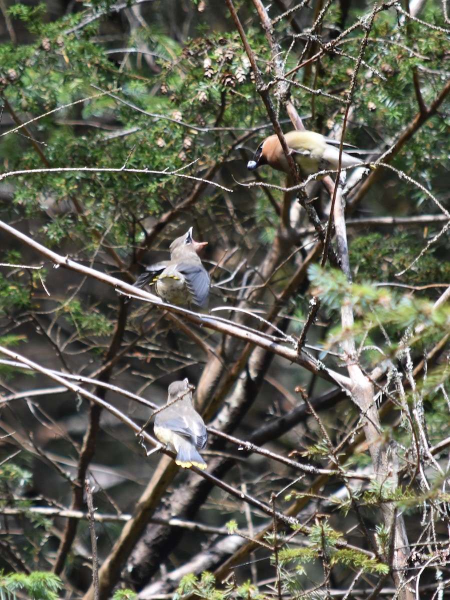 Cedar Waxwing - ML608709469