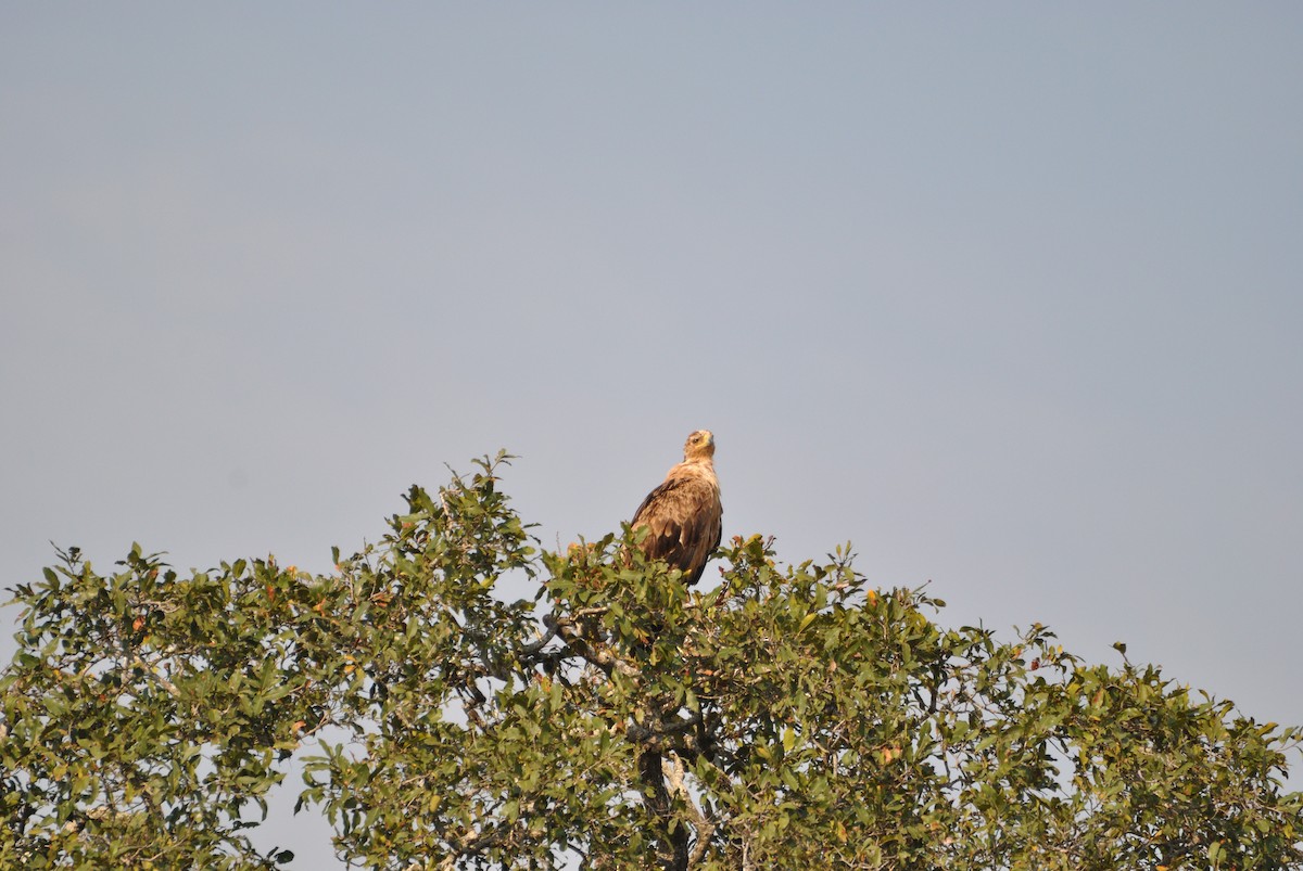 Tawny Eagle - Richard Coyle