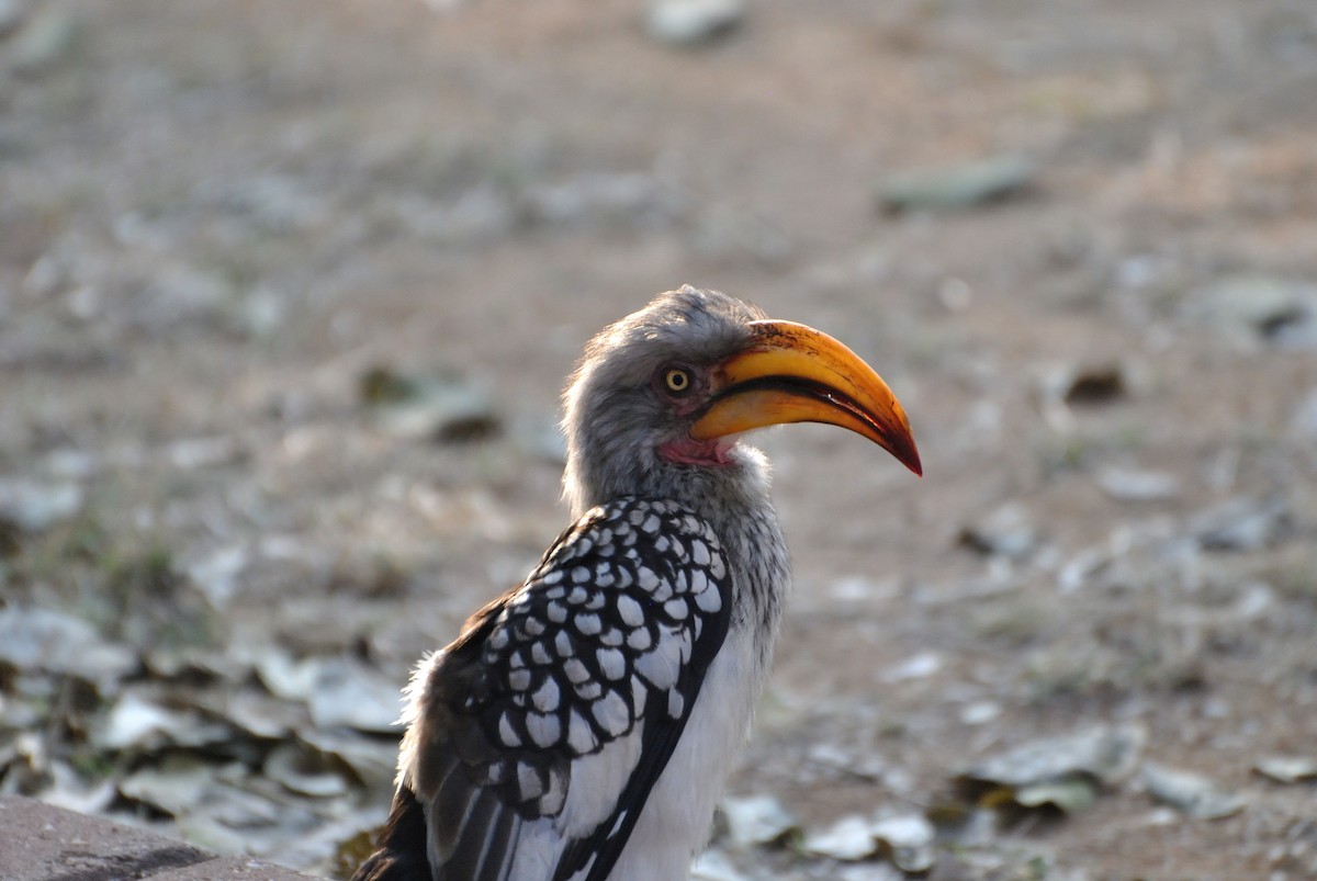 Southern Yellow-billed Hornbill - Richard Coyle