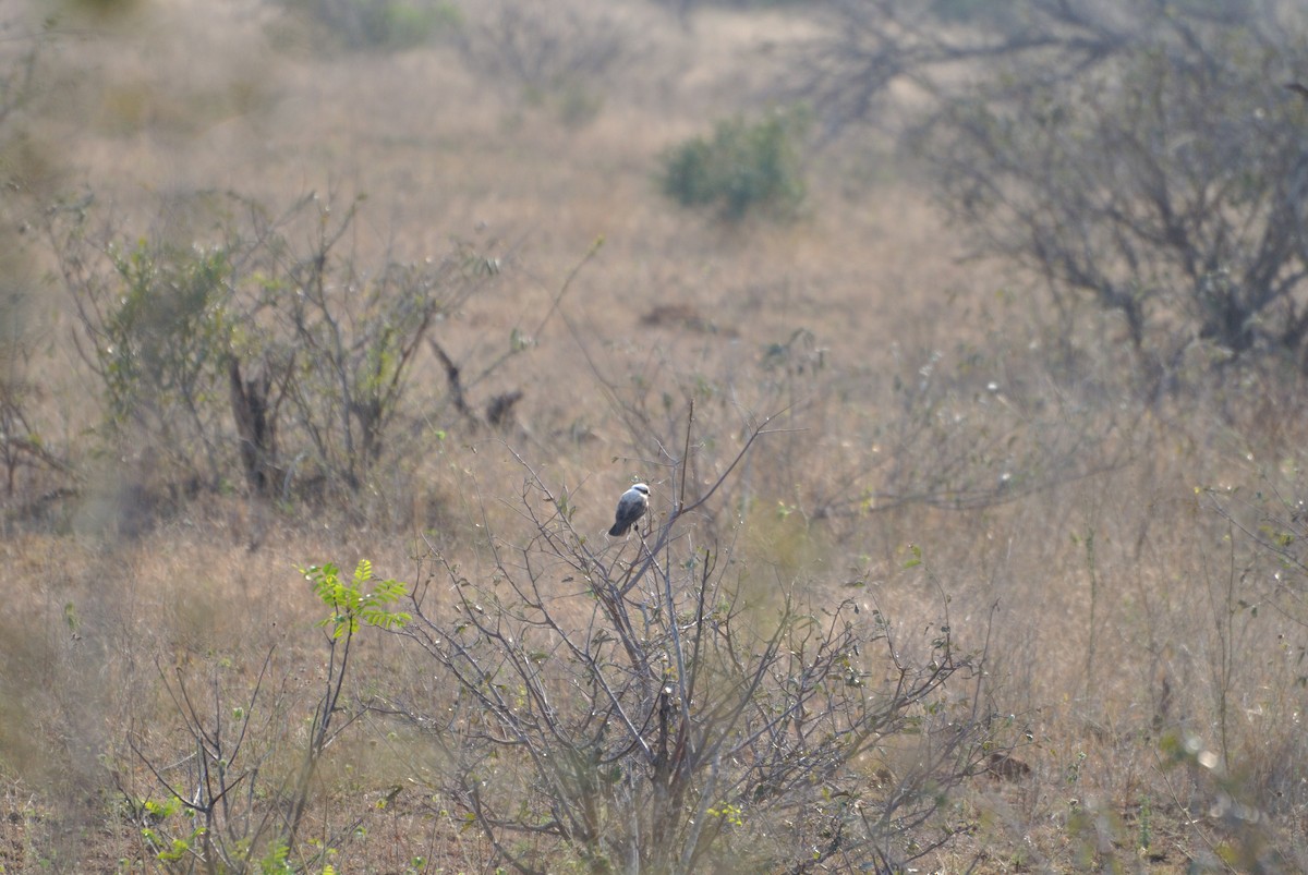 White-crowned Shrike - Richard Coyle