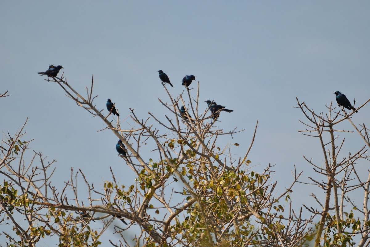 Cape Starling - Richard Coyle