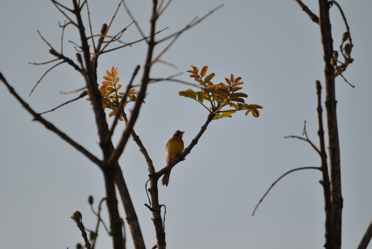 Golden-breasted Bunting - Richard Coyle