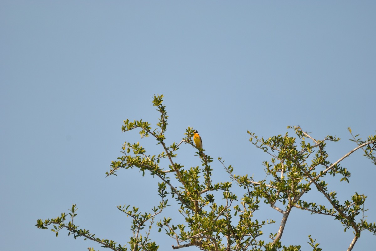 Golden-breasted Bunting - Richard Coyle