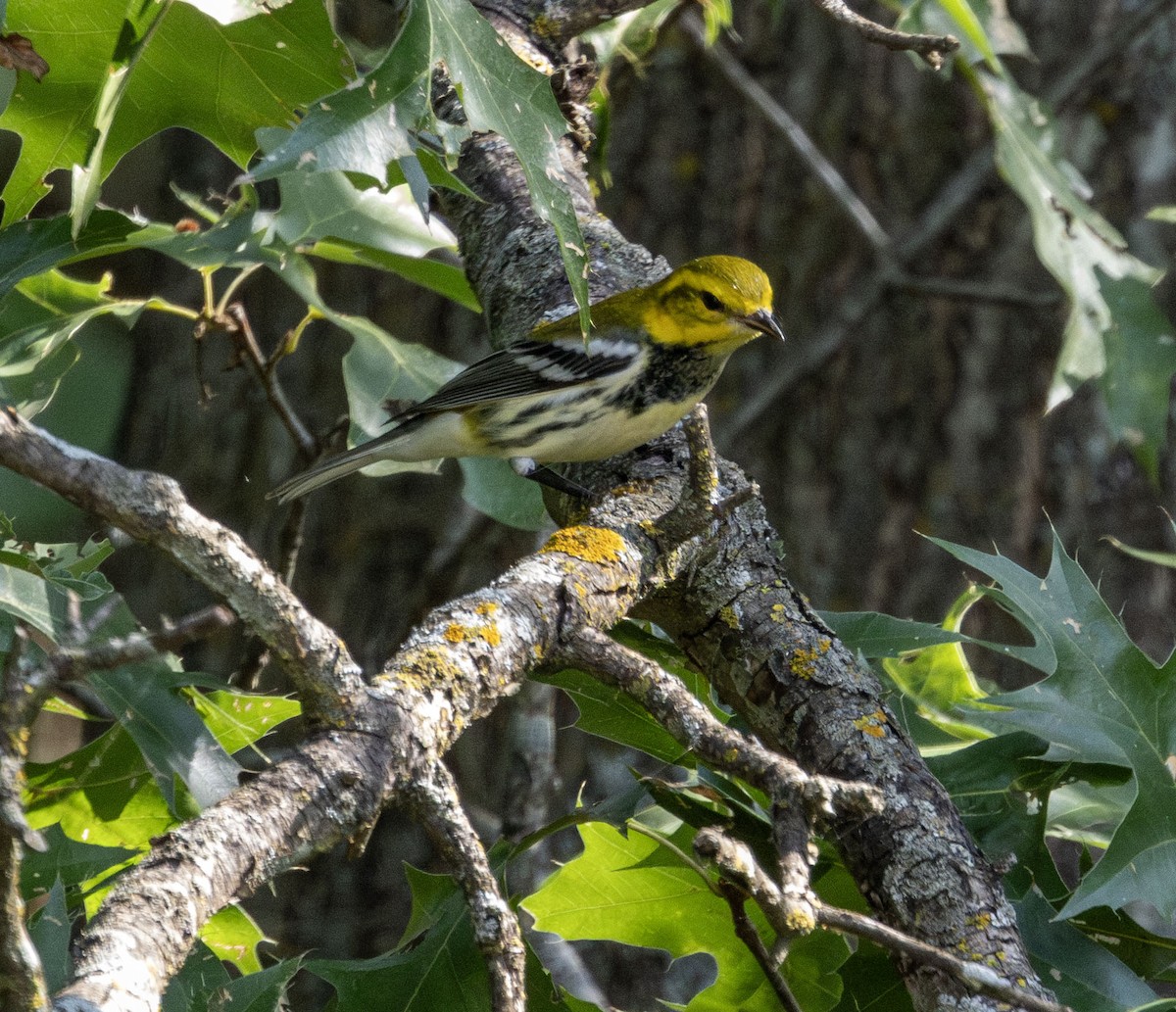 Black-throated Green Warbler - ML608709905