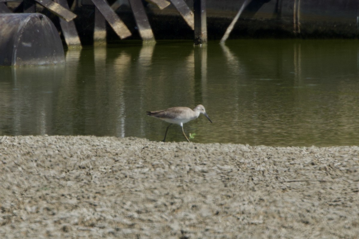 Chevalier semipalmé (inornata) - ML608709912