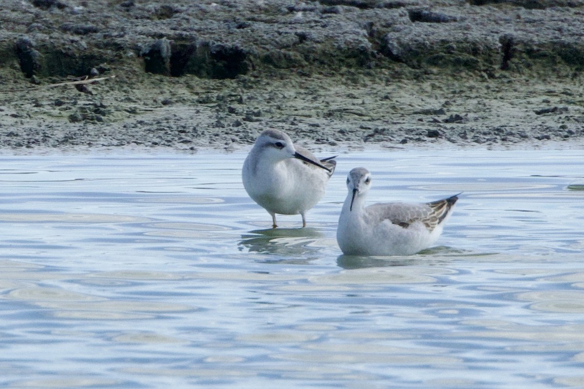 Wilson's Phalarope - ML608709951