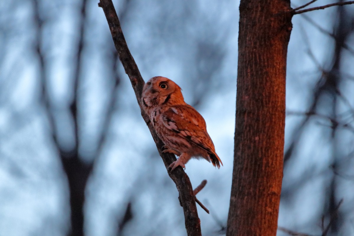 Eastern Screech-Owl (Northern) - Daniel  Bellich