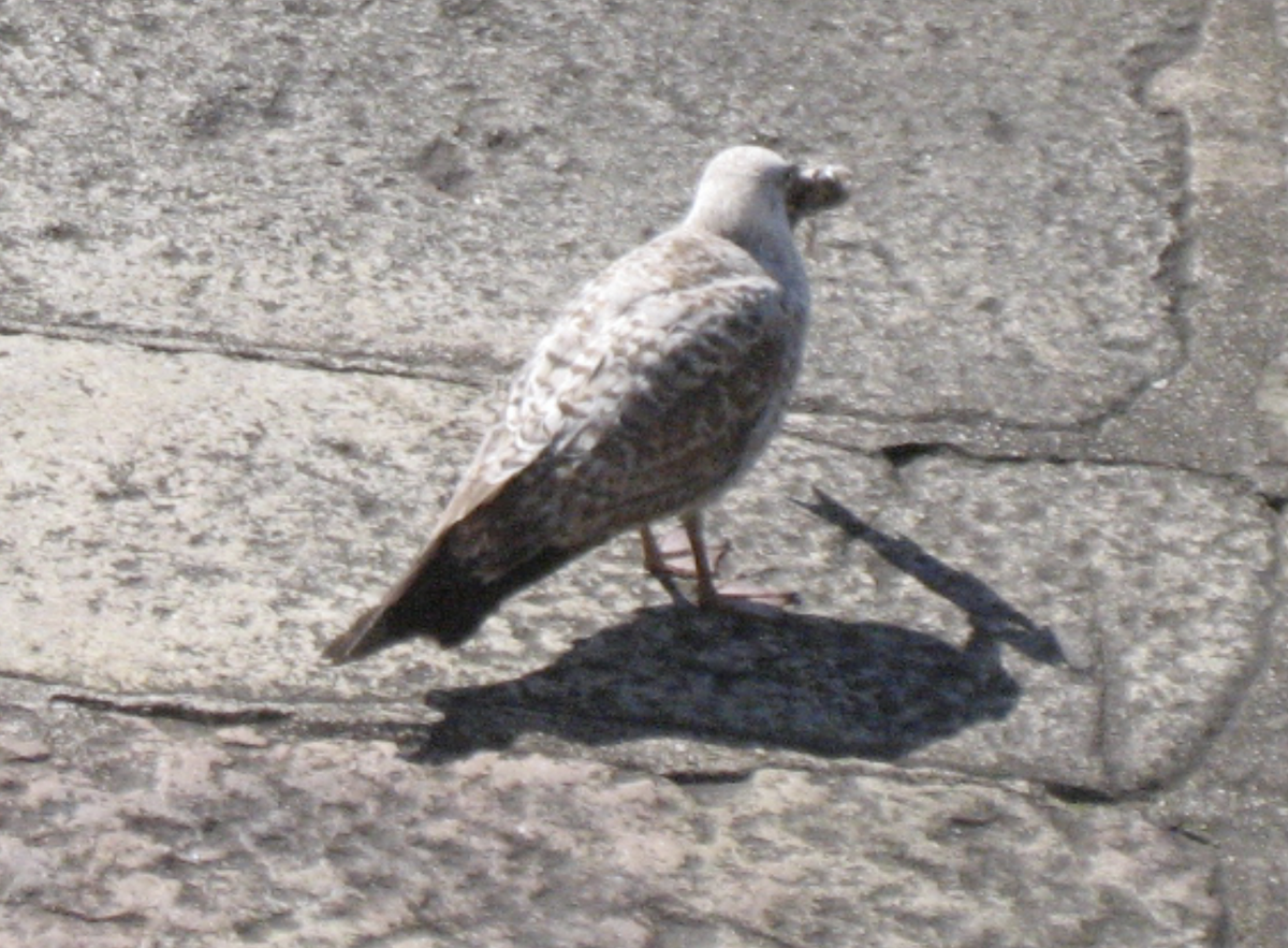 Yellow-legged Gull - ML608710036