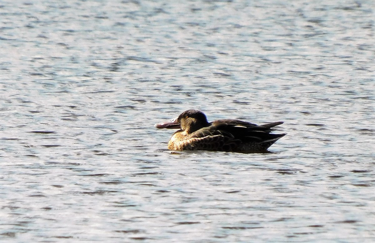 Northern Shoveler - ML608710055