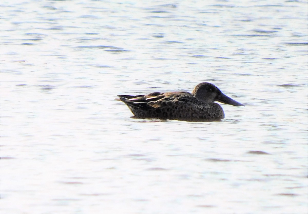 Northern Shoveler - ML608710072