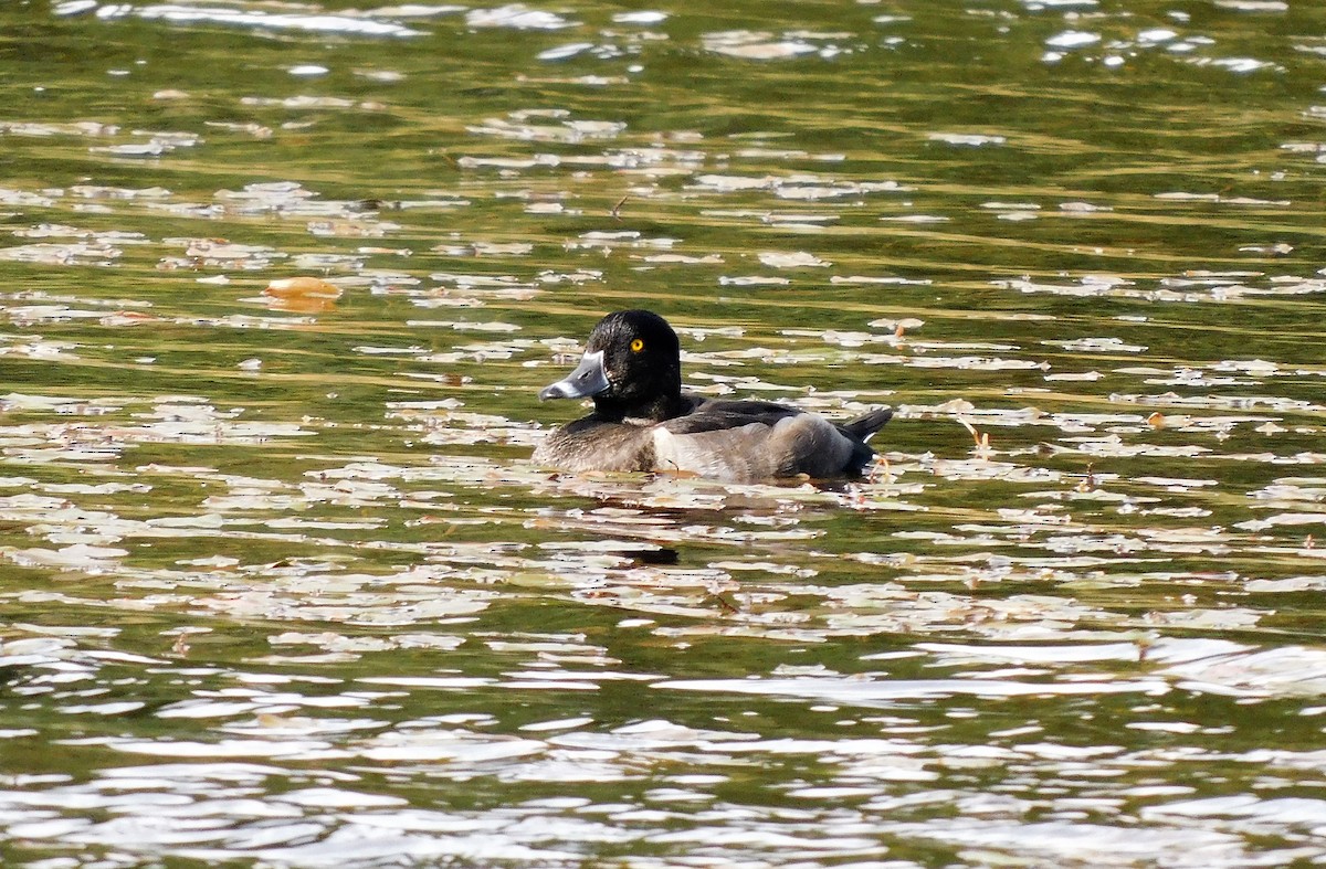 Ring-necked Duck - Alfred Scott