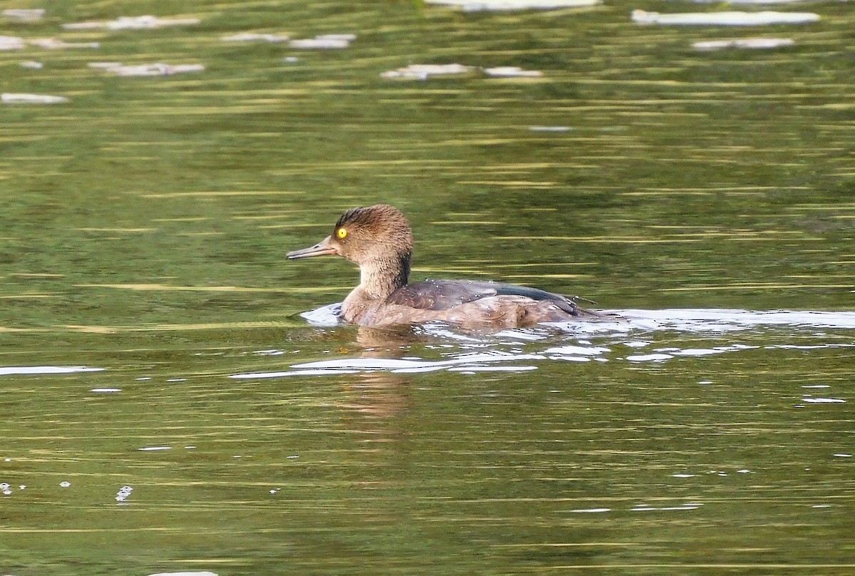 Hooded Merganser - ML608710133