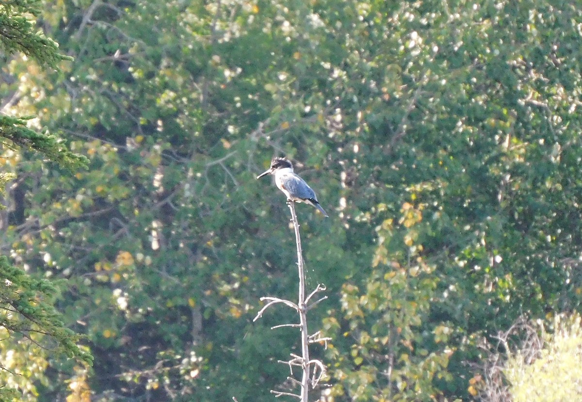 Belted Kingfisher - Alfred Scott