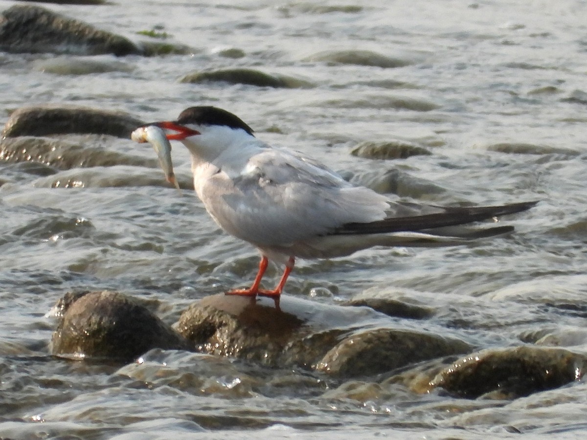 Common Tern - ML608710214
