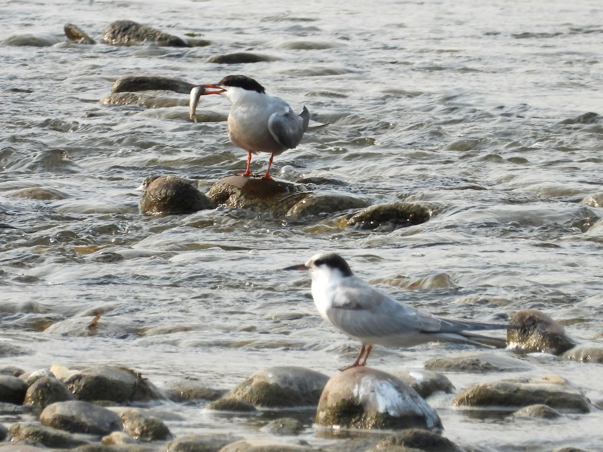 Common Tern - ML608710215