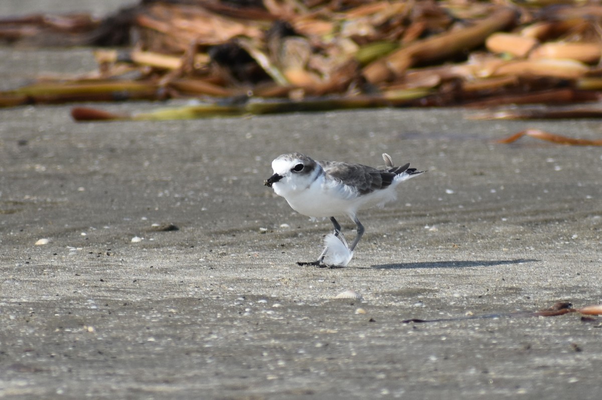 Snowy Plover - ML608710289