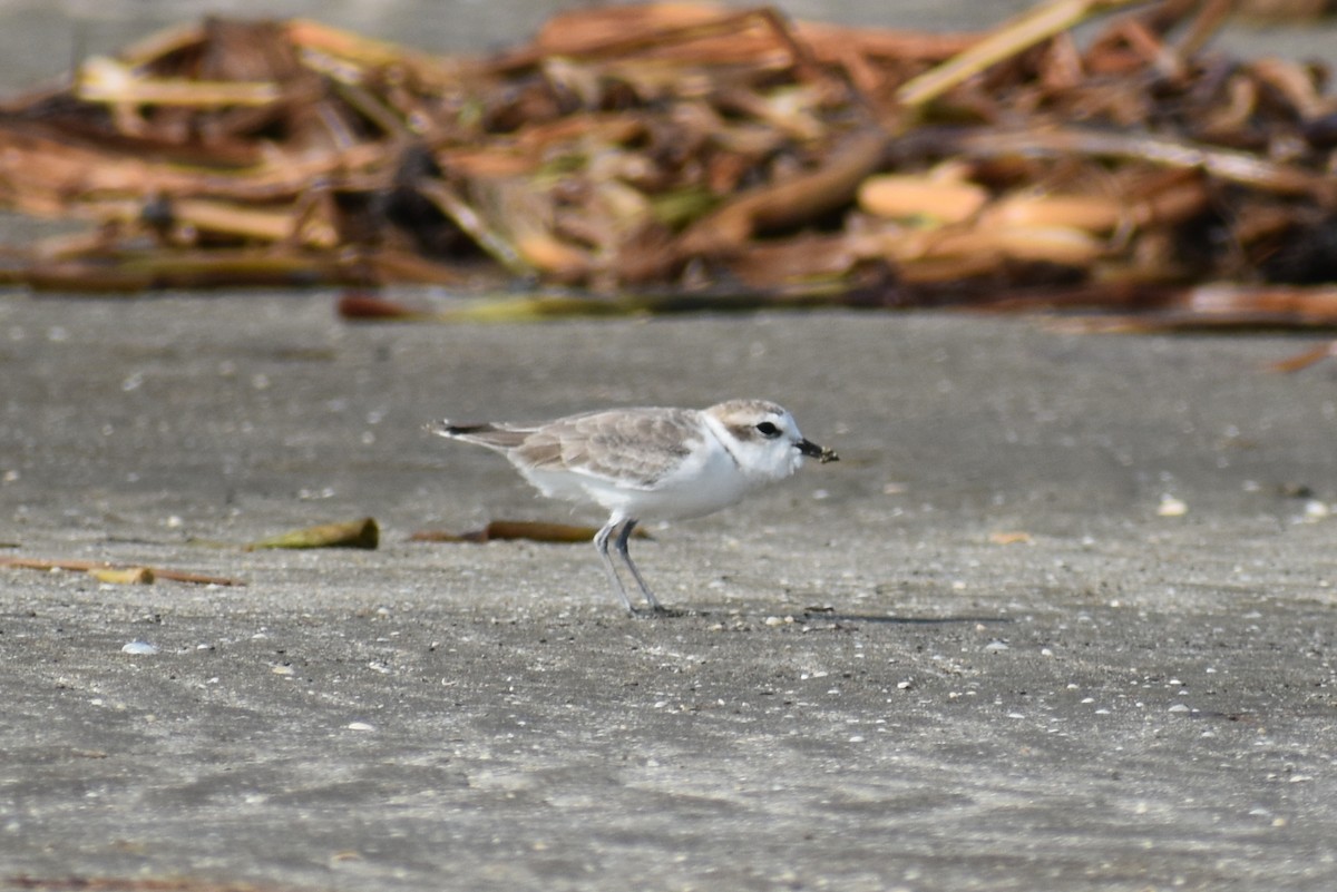 Snowy Plover - Claire H