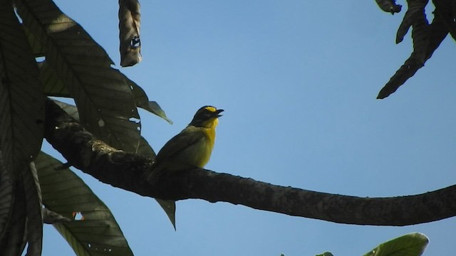 Slaty-capped Shrike-Vireo - ML608710301