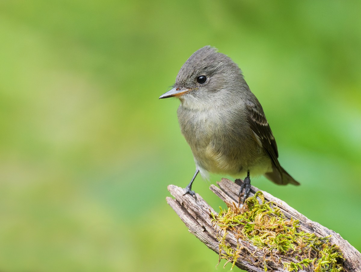 Western Wood-Pewee - Nick Saunders