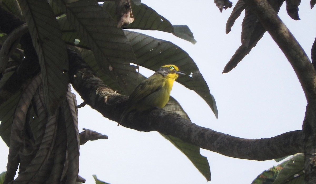 Schieferkopfvireo - ML608710428