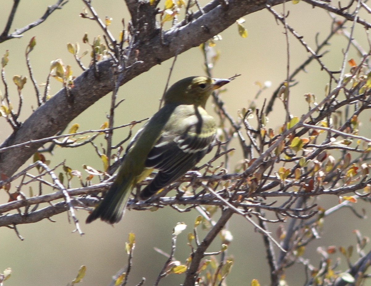 tanager sp. (Piranga sp.) - ML608710483