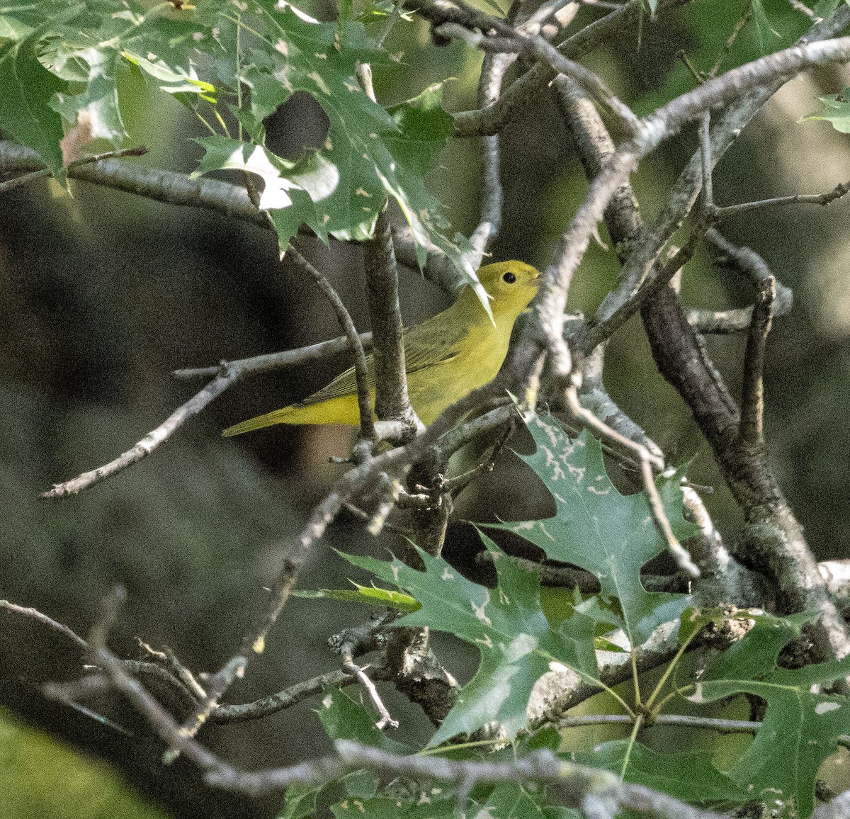 Yellow Warbler - ML608710506