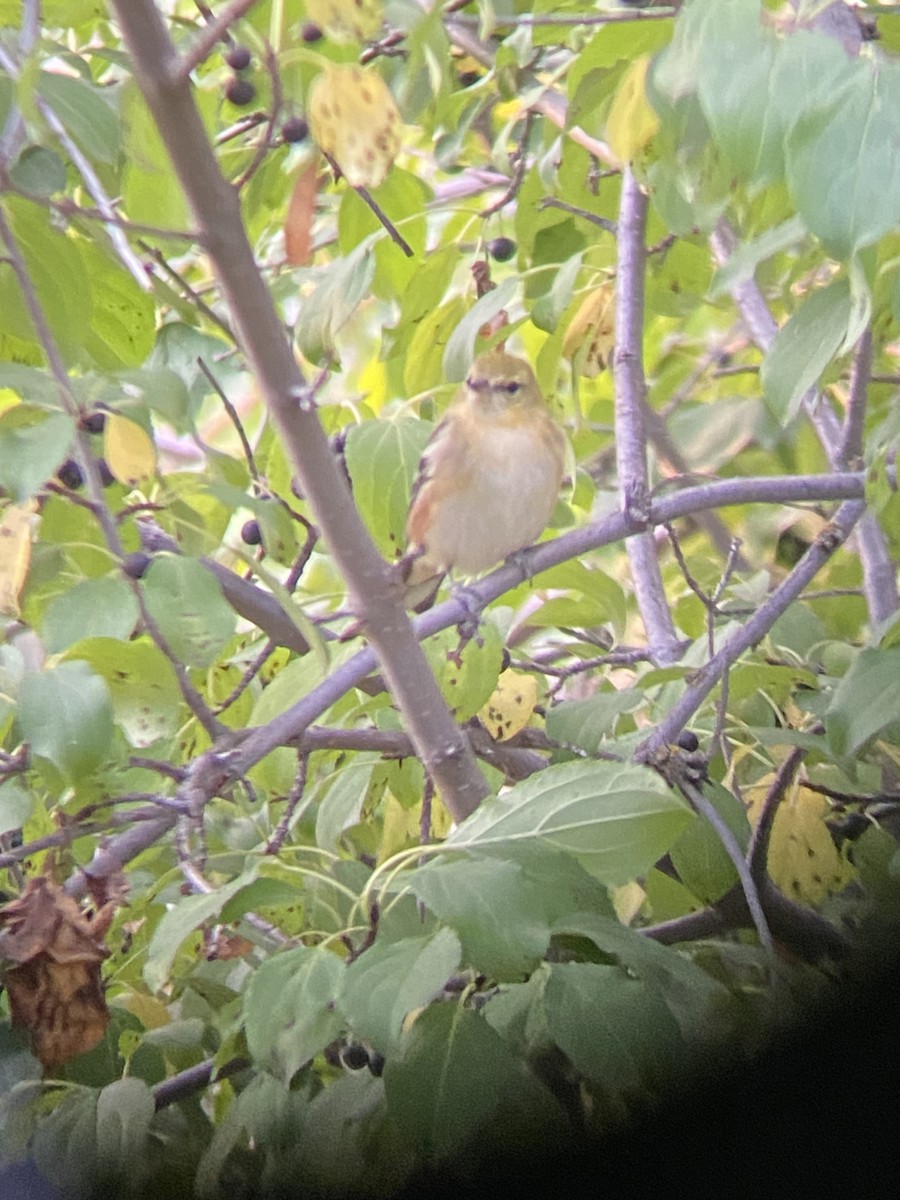 Bay-breasted Warbler - ML608710536