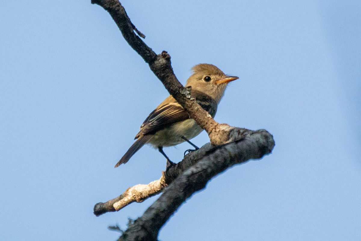 Willow Flycatcher - ML608710539