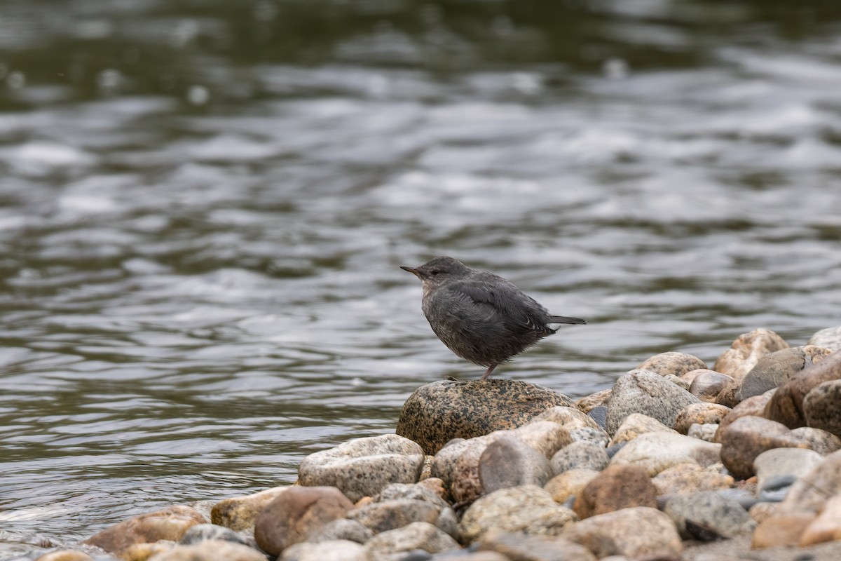 American Dipper - ML608710686