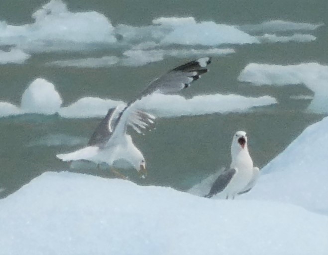 Short-billed Gull - ML608710742