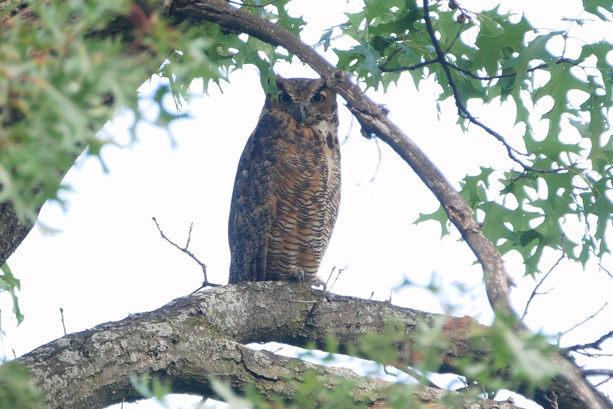 Great Horned Owl - ML608710771