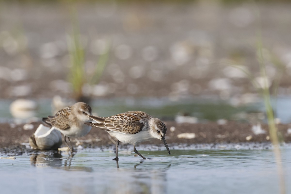 Western Sandpiper - ML608710803