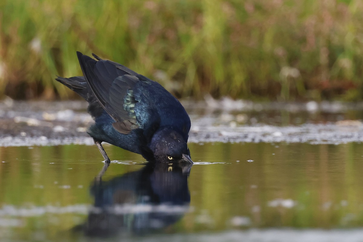Boat-tailed Grackle - ML608710807