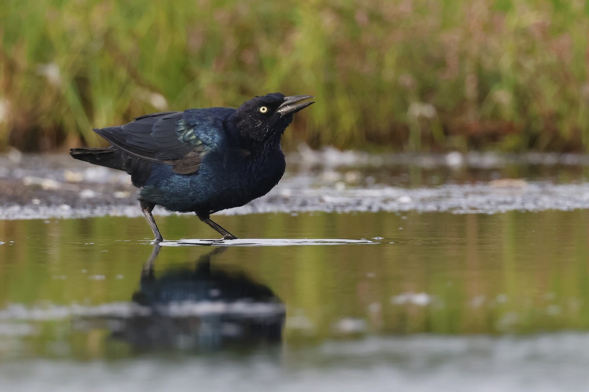 Boat-tailed Grackle - ML608710808
