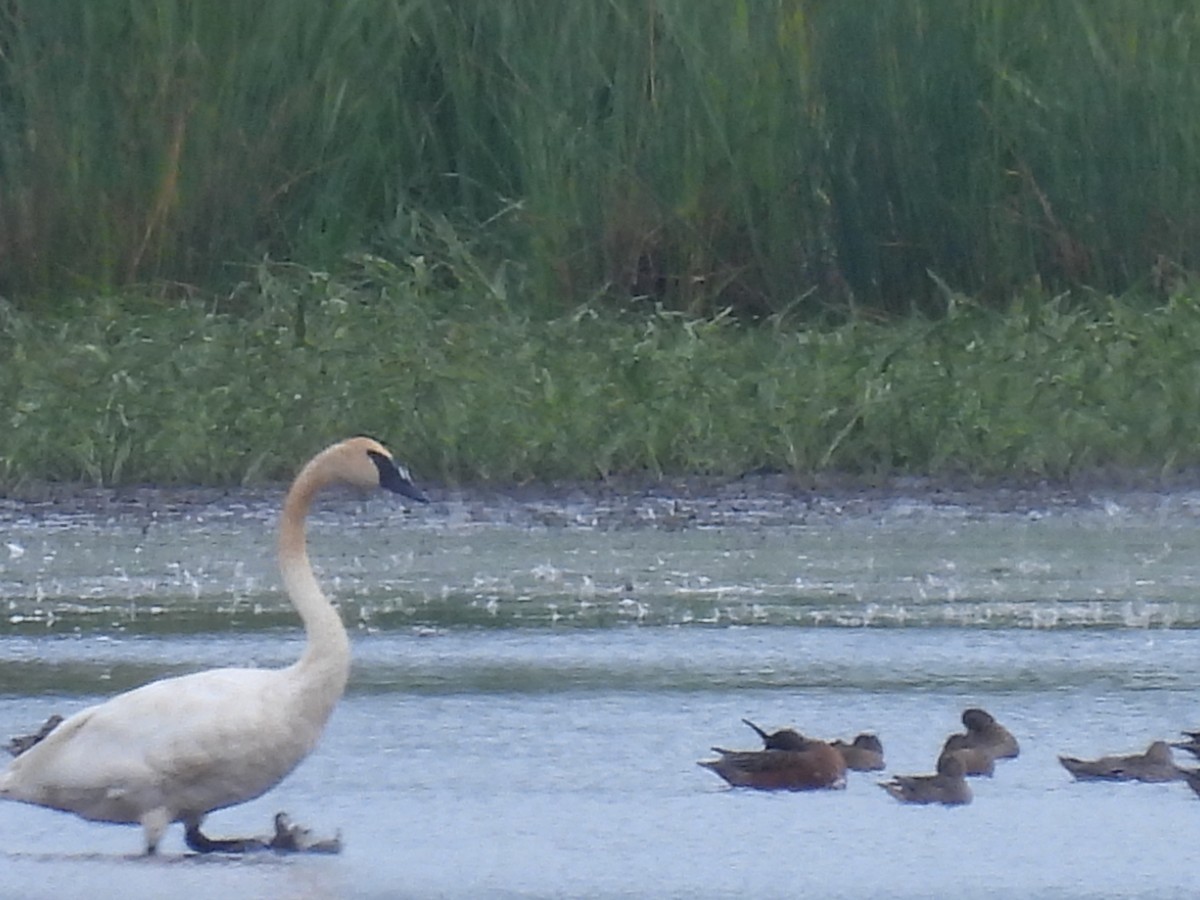 Trumpeter Swan - Laura Griffin