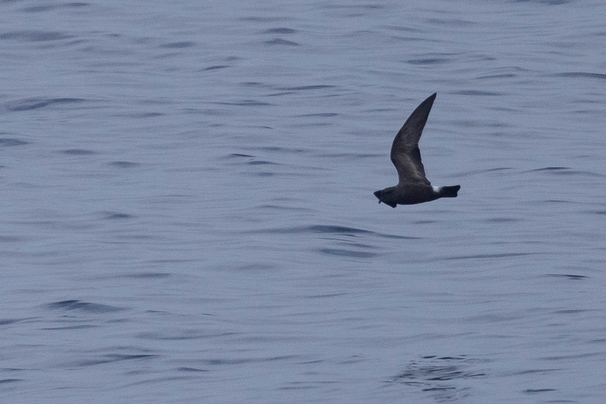 Band-rumped Storm-Petrel - ML608710933