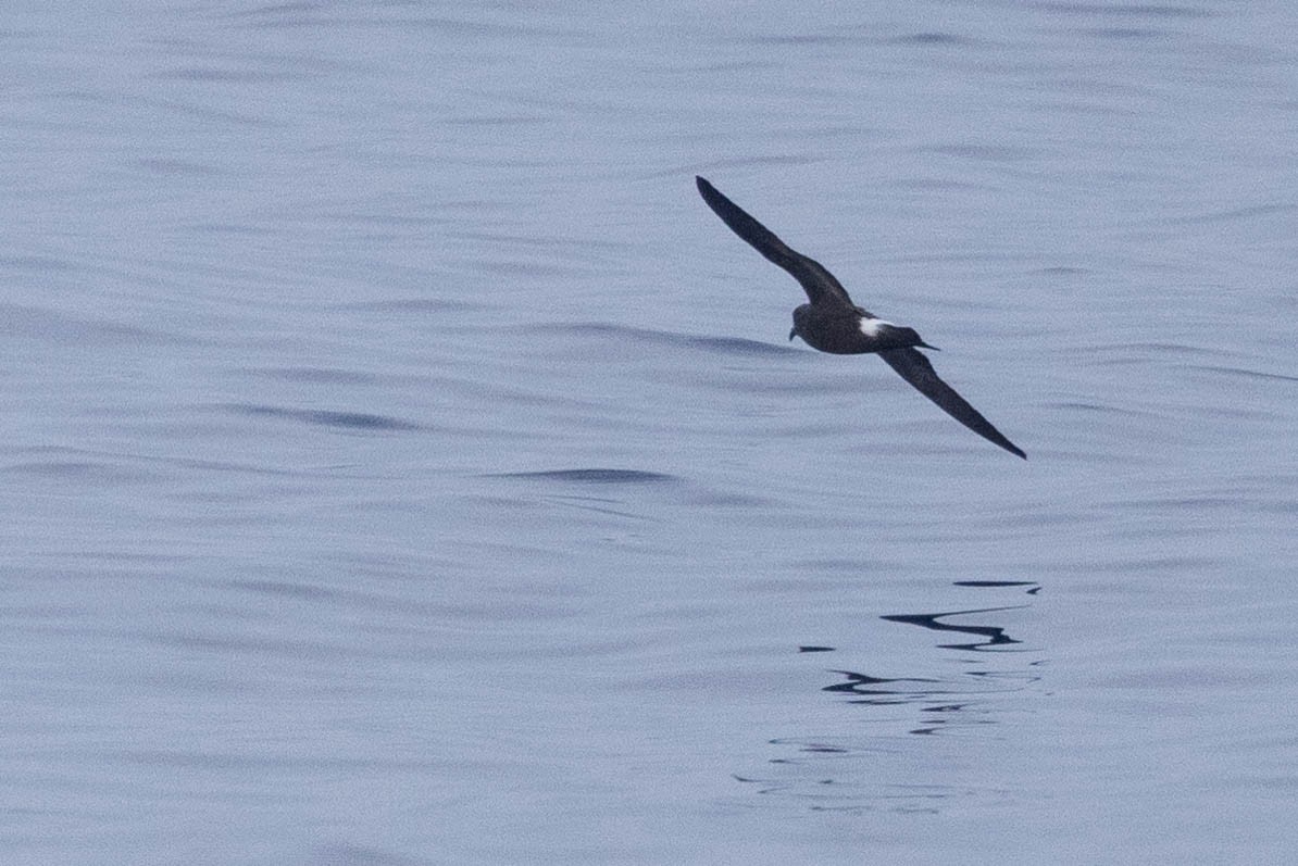 Band-rumped Storm-Petrel - ML608710934