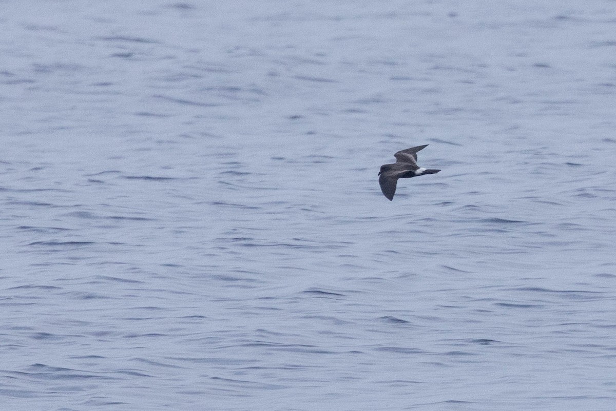 Band-rumped Storm-Petrel - ML608710935
