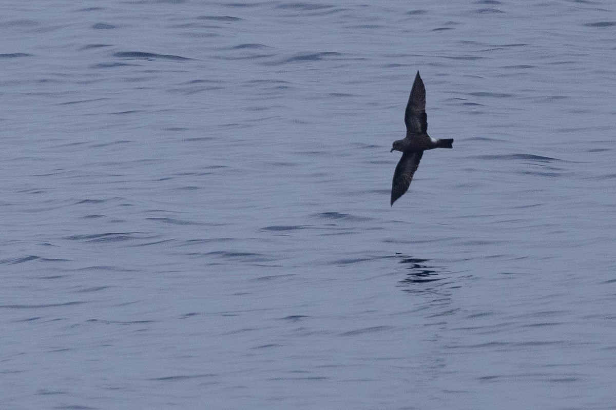 Band-rumped Storm-Petrel - ML608710936