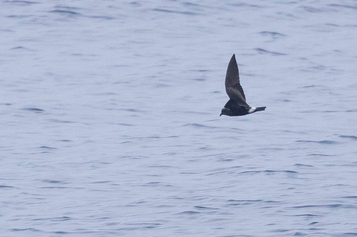 Band-rumped Storm-Petrel - ML608710937