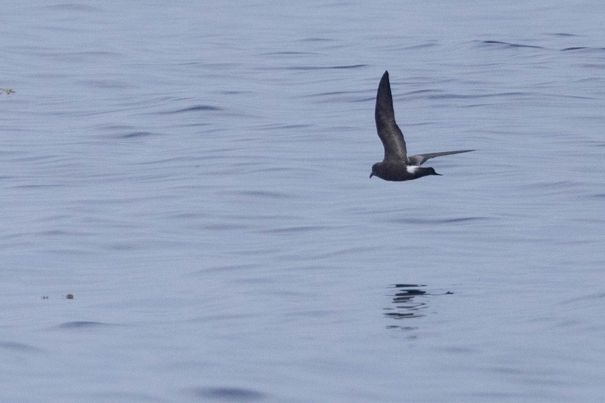 Band-rumped Storm-Petrel - ML608710938