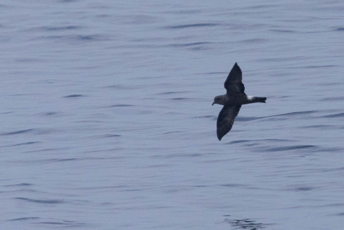 Band-rumped Storm-Petrel - ML608710939