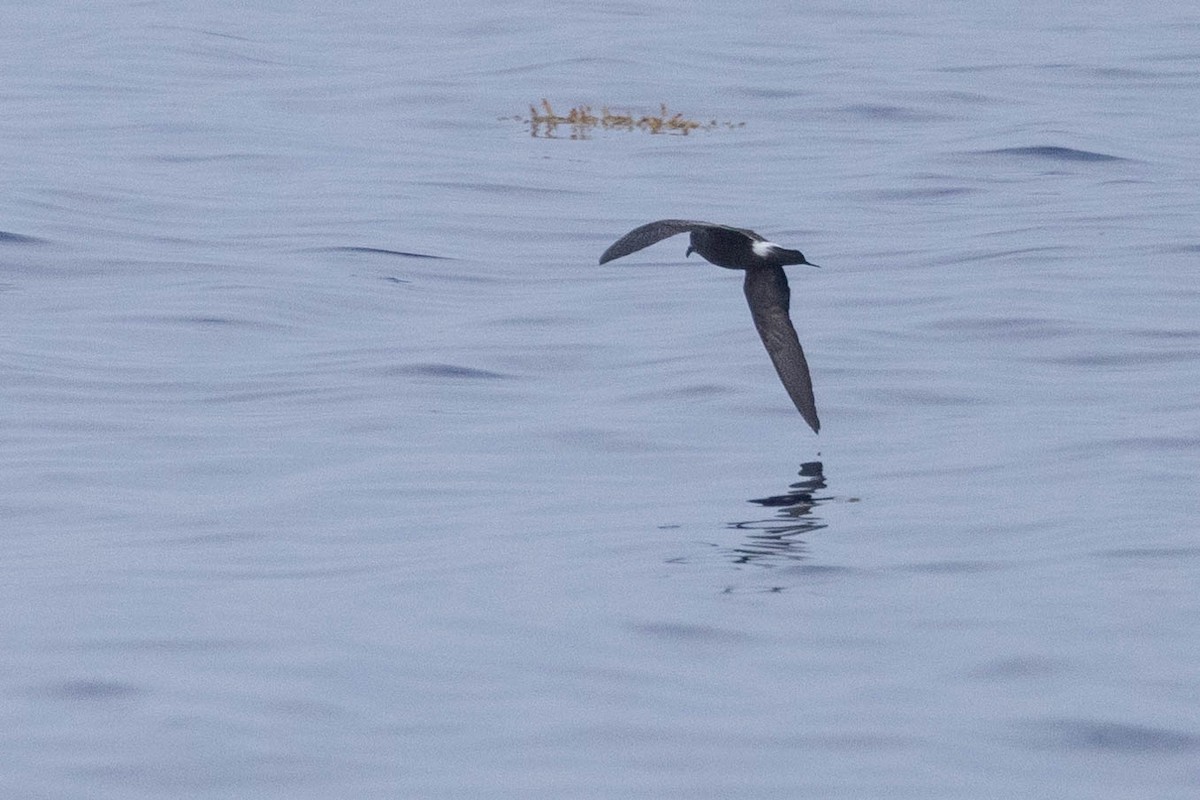 Band-rumped Storm-Petrel - ML608710940
