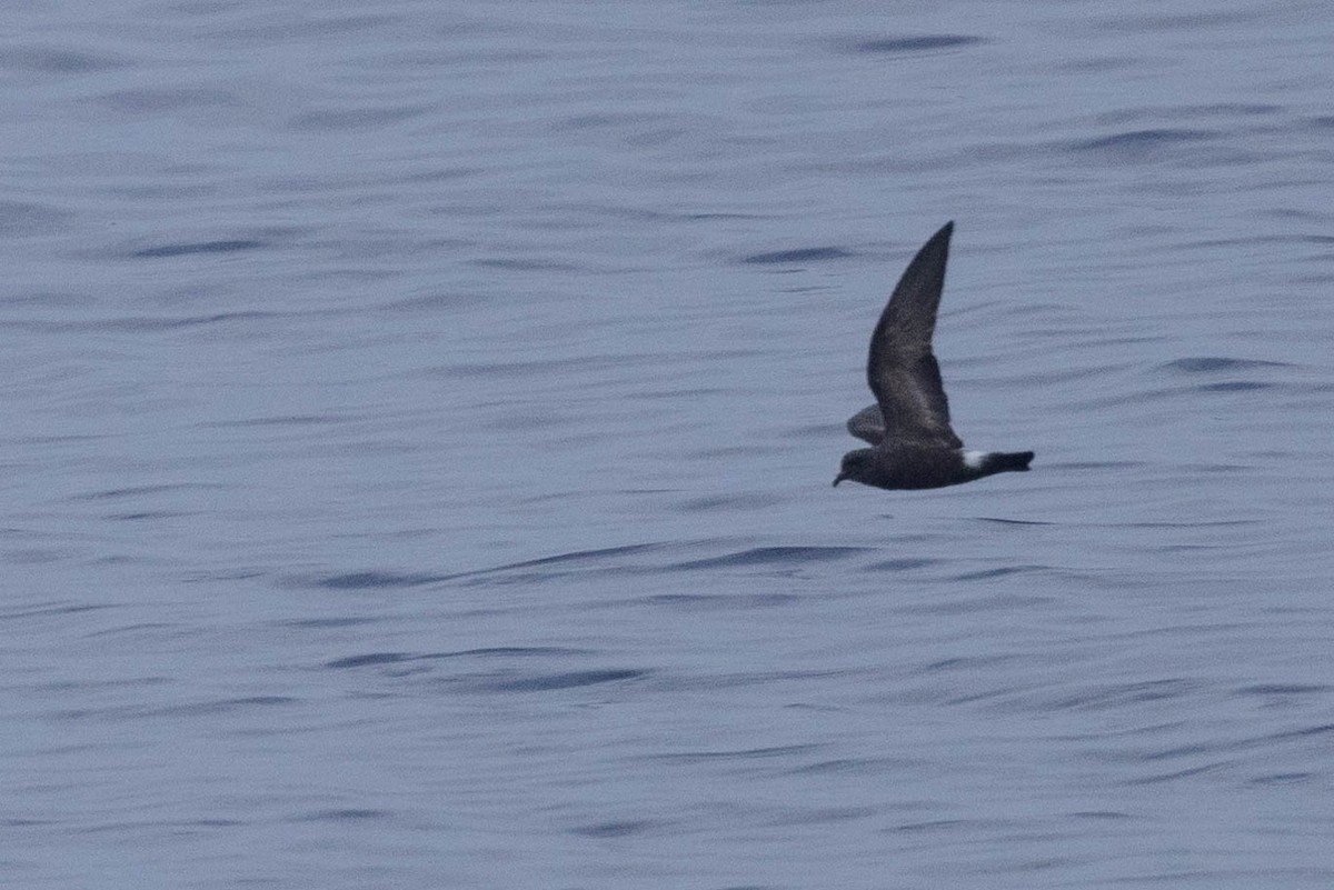 Band-rumped Storm-Petrel - ML608710941