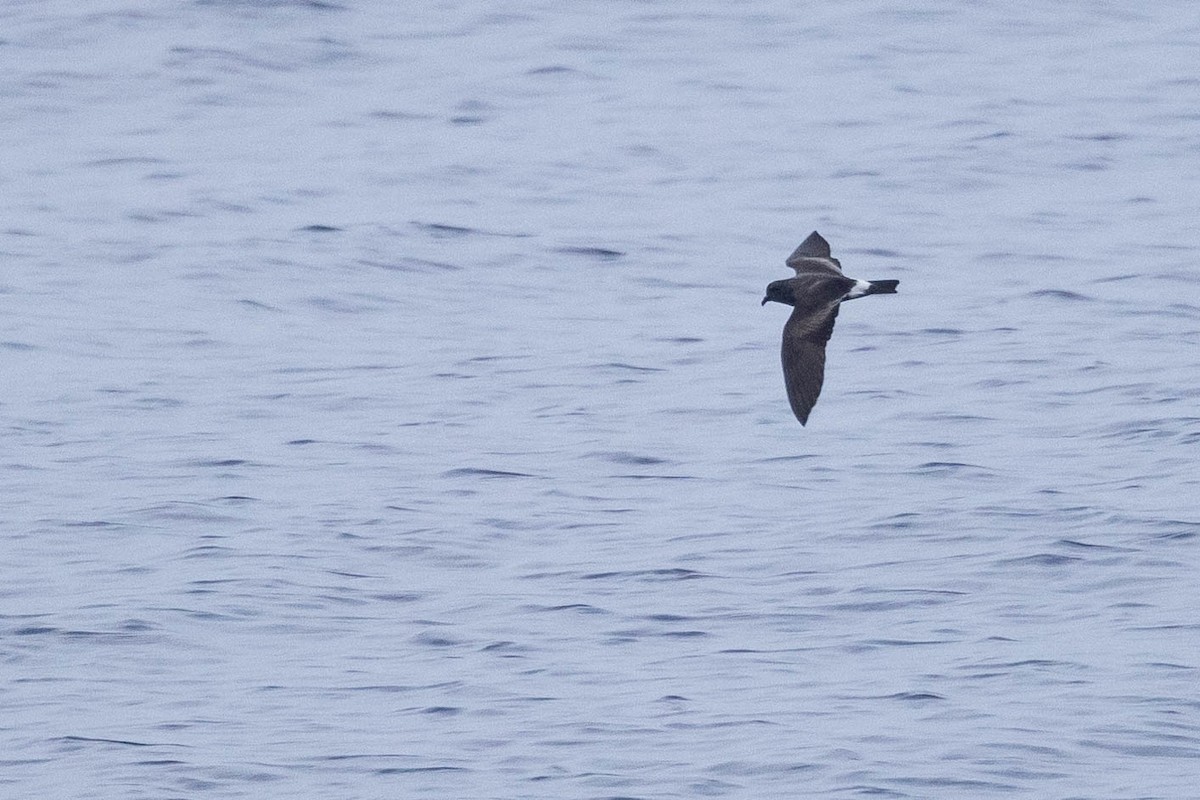Band-rumped Storm-Petrel - ML608710942