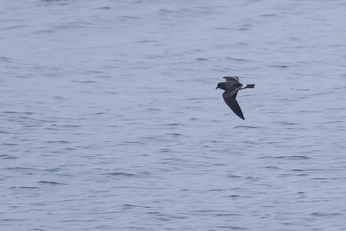 Band-rumped Storm-Petrel - ML608710943