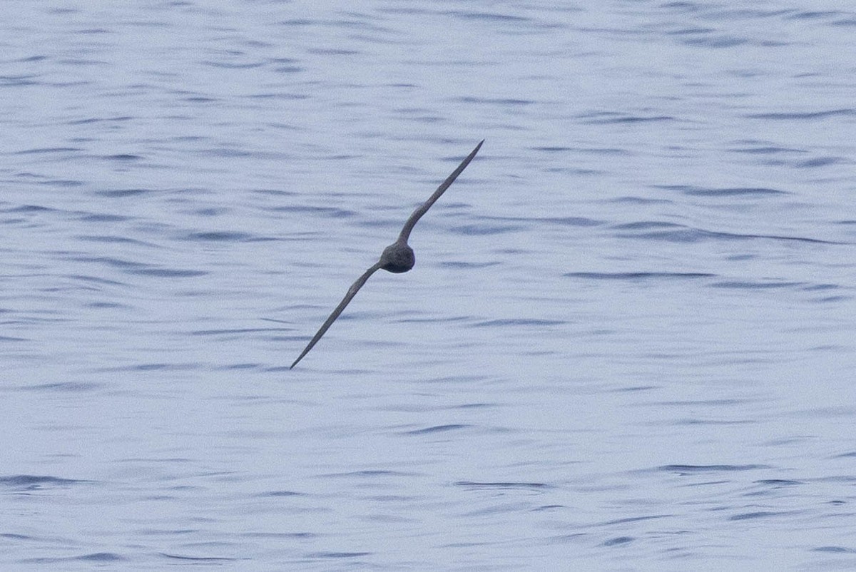 Band-rumped Storm-Petrel - ML608710952
