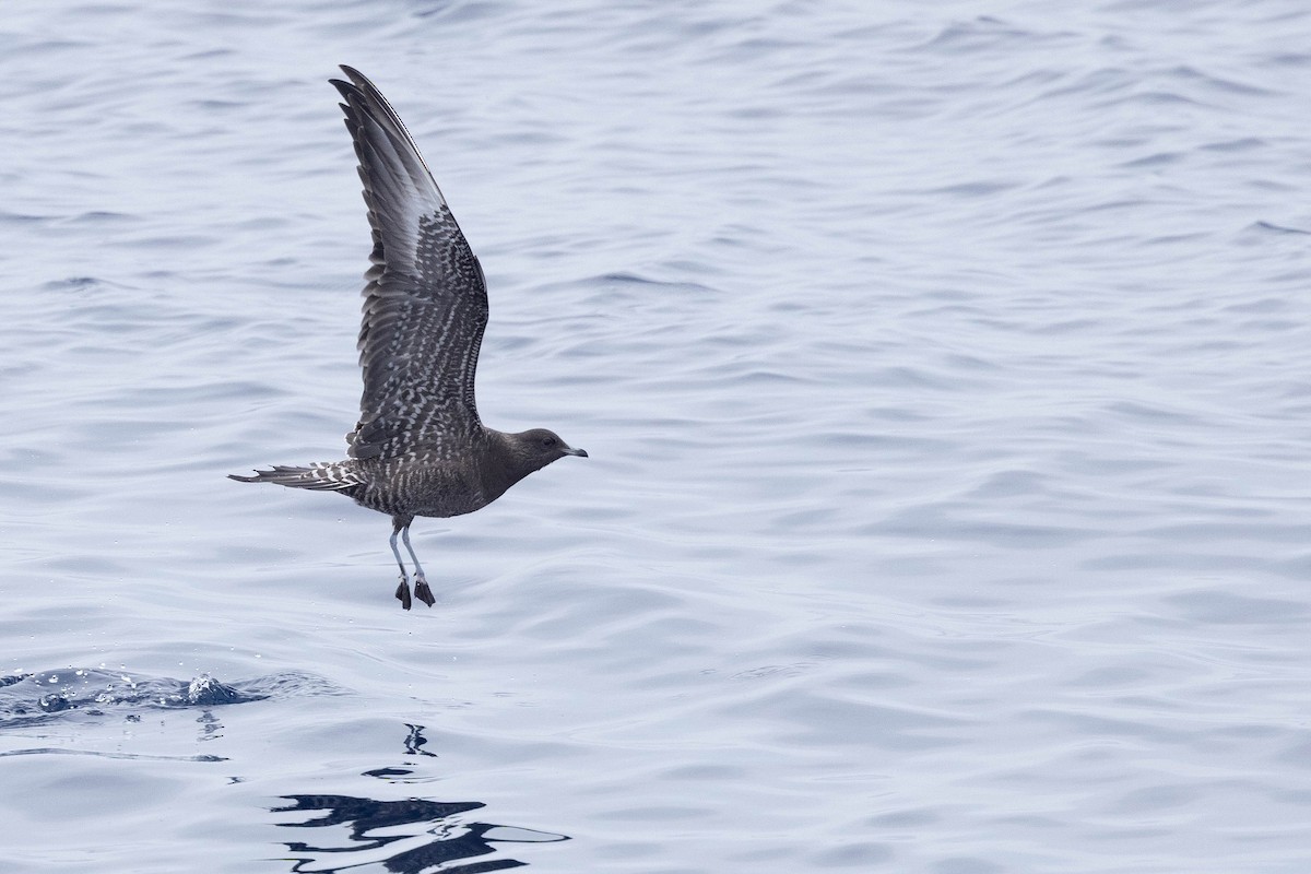 Long-tailed Jaeger - Doug Gochfeld