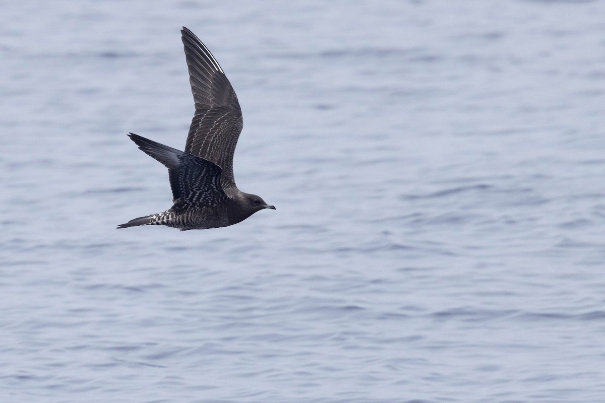Long-tailed Jaeger - Doug Gochfeld