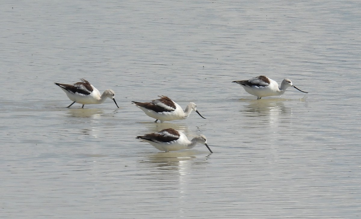 Avocette d'Amérique - ML608711048